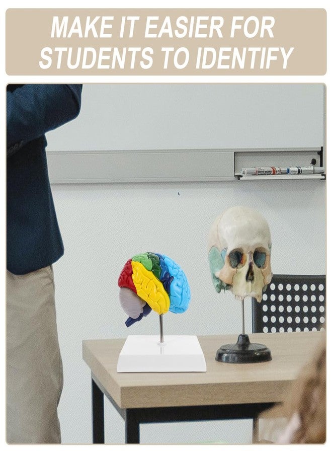 TOPPERFUN Human Brain Model Right Hemisphere 1 1 Scale Anatomical Brain Model for Neuroscience Psychology Education Teaching Tools 6.29X4.52X2.59 Inches - Image 4